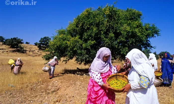 تاریخچه‌ی روغن آرگان