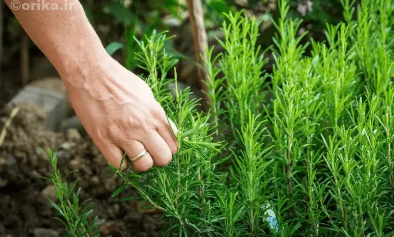 مهم ترین خواص رزماری