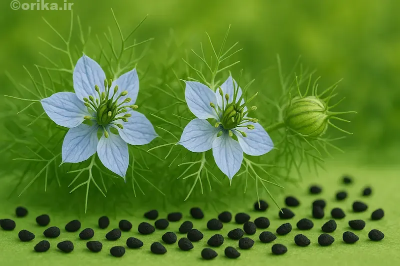 خواص کلی ترکیب سیاه‌دانه و عسل در طب سنتی