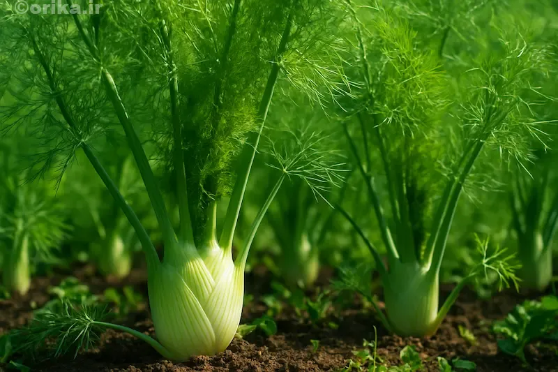 ترکیبات موثر گیاه رازیانه