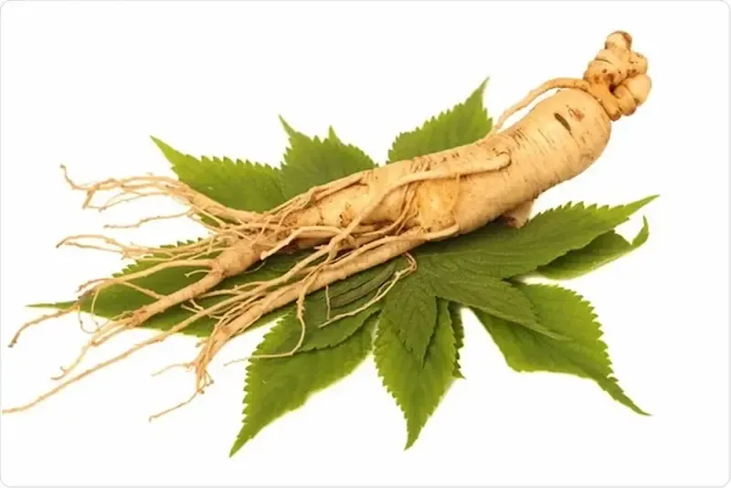 جینسینگ چیست و چه انواعی دارد؟