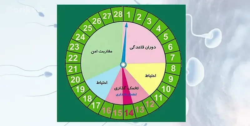 چند روز بعد از تخمک‌گذاری احتمال بارداری وجود دارد؟