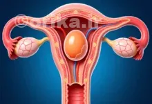 بارداری بعد از تخمک‌گذاری چیست