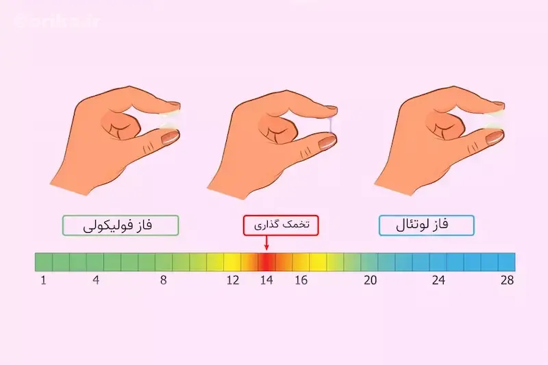 بهترین روزهای سیکل قاعدگی برای بارداری