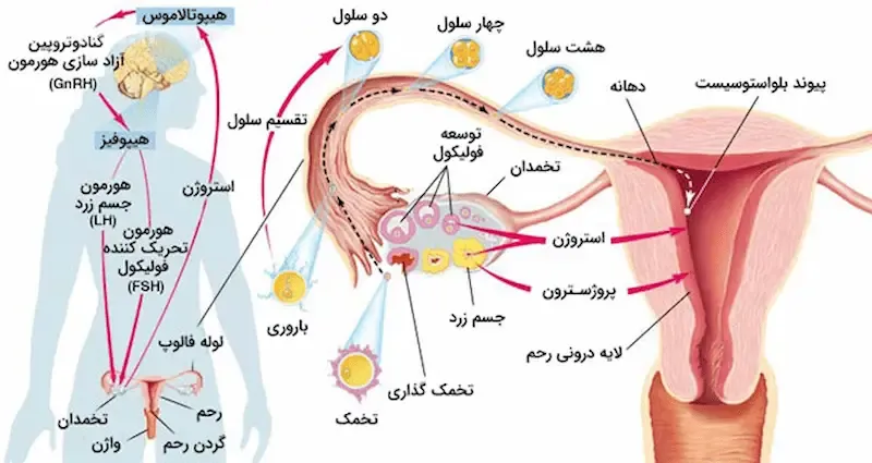 تغییرات چرخه قاعدگی با استروژن و پروژسترون
