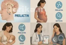 هورمون پرولاکتین چیست و چرا برای شیردهی حیاتی است؟