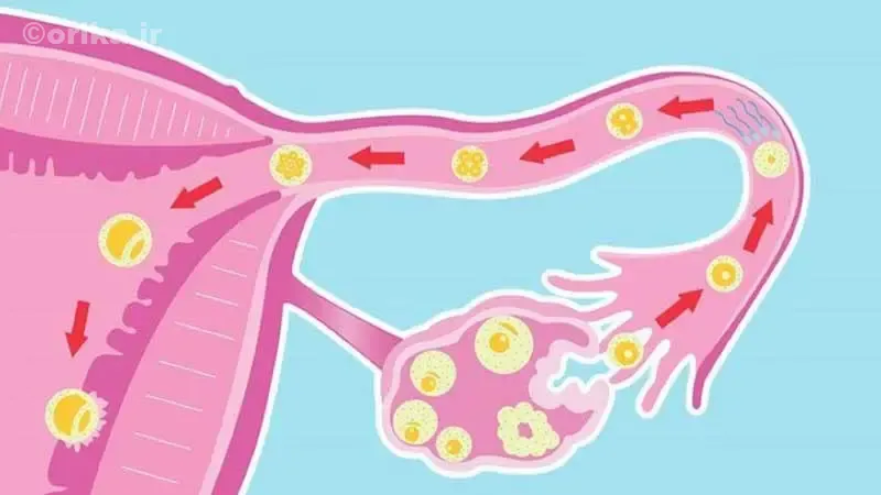 تاثیرات پروژسترون بر سیستم ایمنی و اعصاب