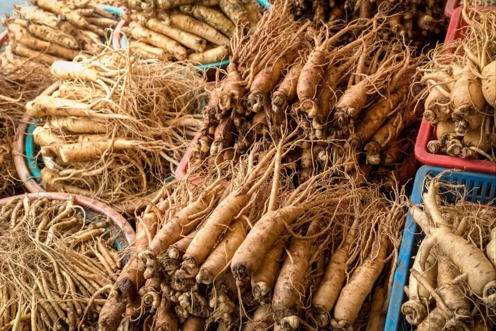 جنسینگ کره ای