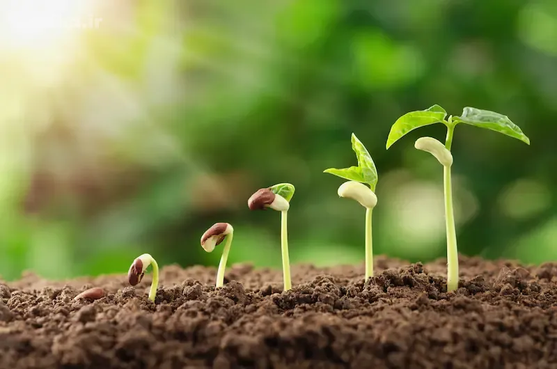 نقش سیتوکینین‌ها در تقسیم سلولی و سبزینگی گیاه