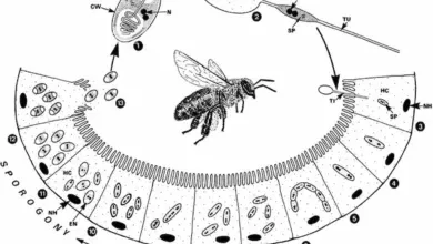 بیماری نوزما زنبور عسل چیست و چگونه درمان می‌شود؟