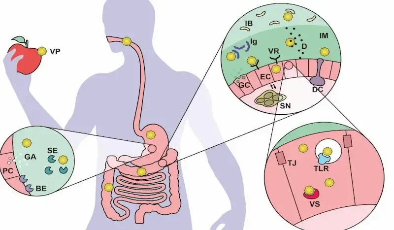درمان و مراقبت خانگی بیماری جدید گوارشی
