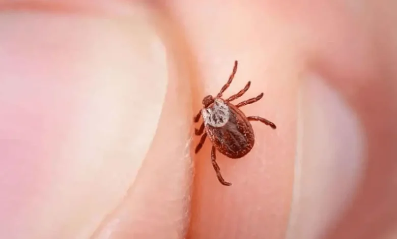 بیماری لایم چیست؟ علائم، تشخیص و درمان مرحله‌به‌مرحله