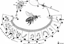 بیماری نوزما زنبور عسل چیست و چگونه درمان می‌شود؟