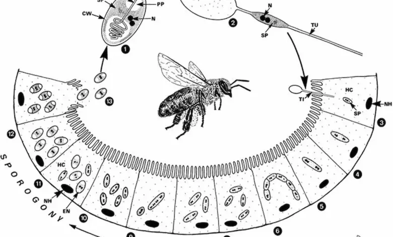 بیماری نوزما زنبور عسل چیست و چگونه درمان میشود؟