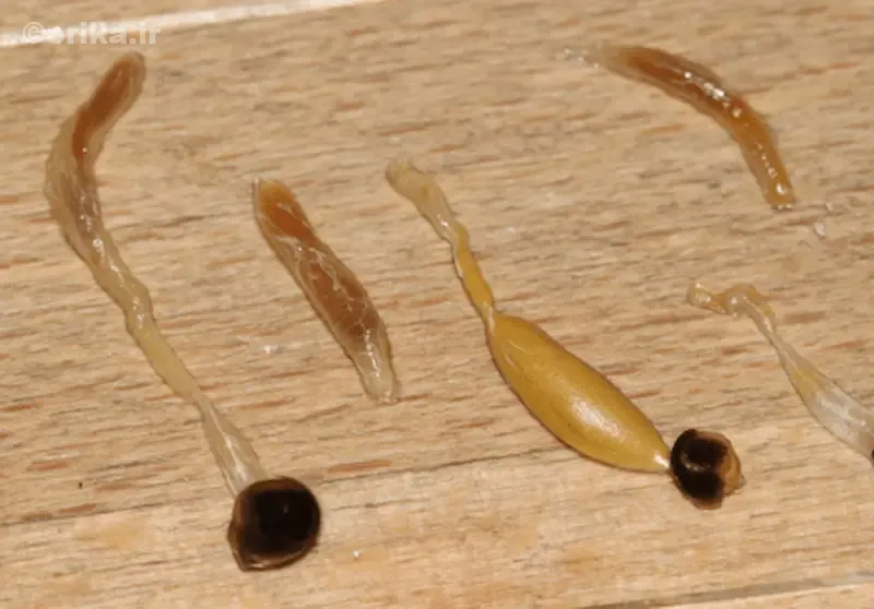 نحوه انتقال و انتشار بیماری نوزما