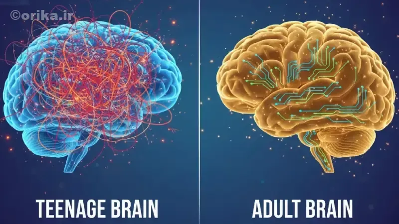 رشد قشر پیشپیشانی و نقش آن در تصمیمگیری