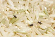 از بین بردن شپشک برنج