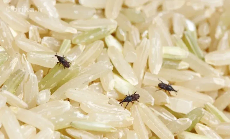 از بین بردن شپشک برنج