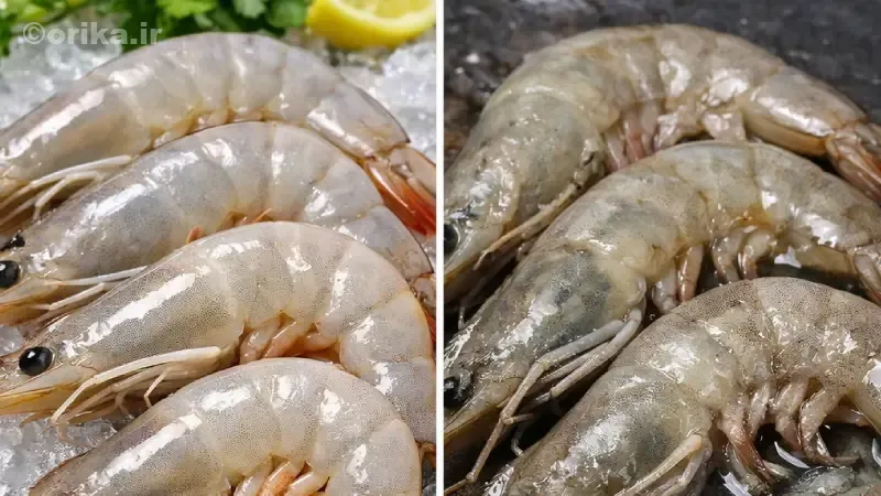 بررسی چشم و سر میگو