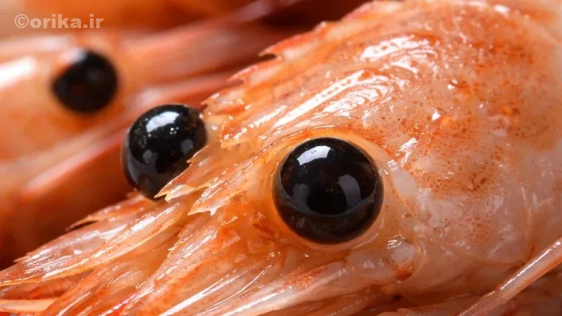 تشخیص میگو تازه بستهبندیشده