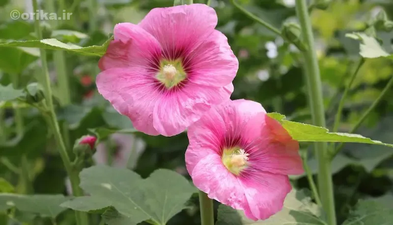 خواص دارویی گل ختمی برای بدن