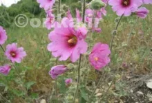 خواص گل ختمی