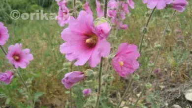 خواص گل ختمی