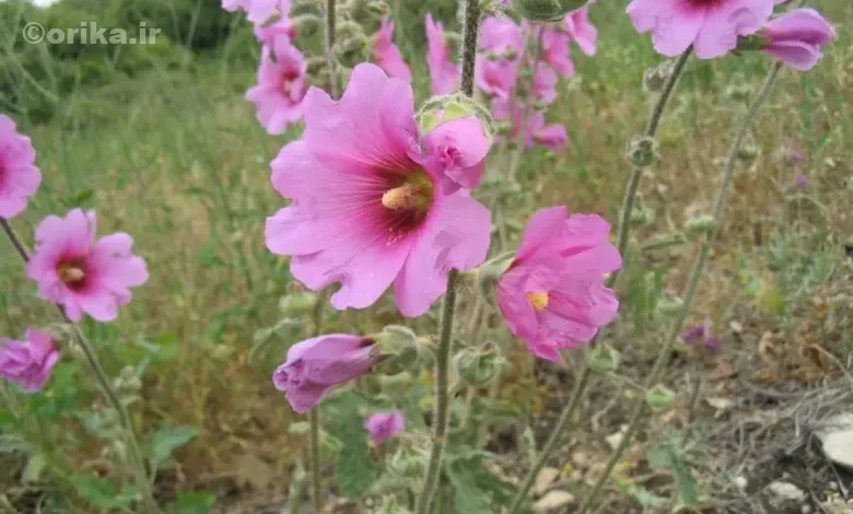 خواص گل ختمی