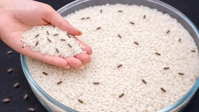 شپشک برنج چیست و چه شکلی دارد