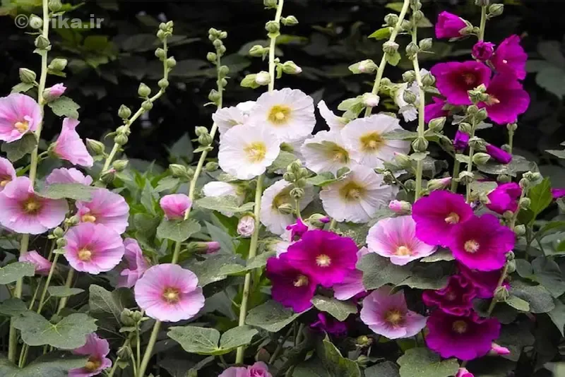 گل ختمی چیست و چه انواعی دارد